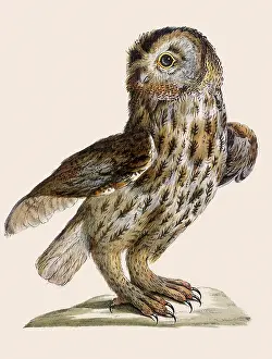 Vanni: Tawny Owl, Strix aluco
