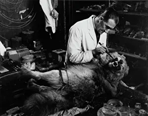 Wolves: Taxidermist working on wolf teeth, 1935