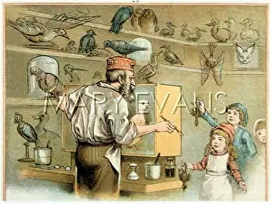 Taxidermists: AT TAXIDERMIST'S 1890S