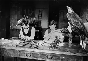 Taxidermist: Taxidermists at work