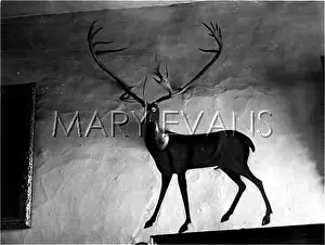 Chastleton: TAXIDERMY/ELK HEAD