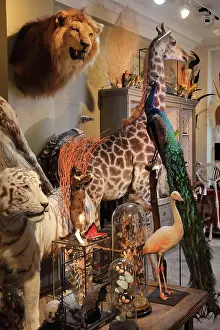 Taxidermy: Taxidermy specimens, Design et Nature, Paris, France