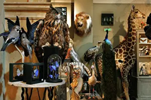Taxidermy: Taxidermy specimens, Design et Nature, Paris, France