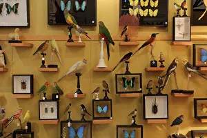 Taxidermy: Taxidermy specimens, Design et Nature, Paris, France