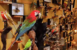 Taxidermy: Taxidermy specimens, Design et Nature, Paris, France