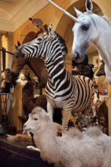 Taxidermy: Taxidermy specimens, Design et Nature, Paris, France