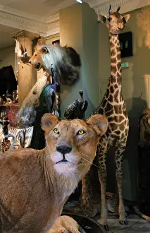 Taxidermy: Taxidermy specimens, Design et Nature, Paris, France