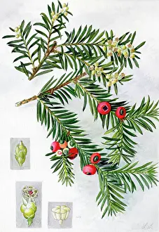 Snelling: Taxus baccata