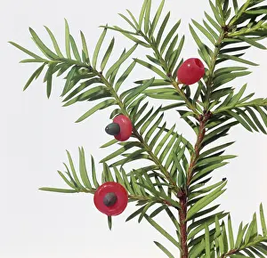 Pinophyta: Taxus sp. yew
