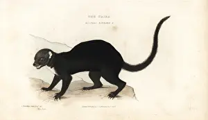 Mustela: Tayra, Eira barbara