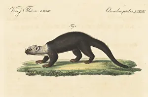 Omnivorous: Tayra, Eira barbara