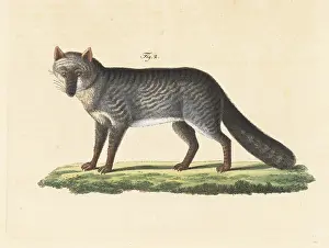 Engraved Plates: Tayra, Eira barbara