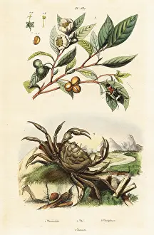 Du Casse: Tea, beetle and crab