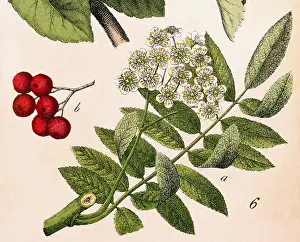 Naturgeschichte: Tea blossom and leaf