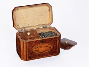 Conch: Tea caddy