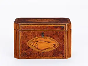 Conch: Tea caddy