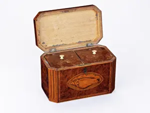 Conch: Tea caddy