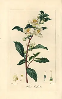 Sinensis: Tea, Camellia sinensis, native to China