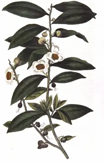 1823: Tea: Camellia sinensis. Sprig of tea bush. Hand-coloured