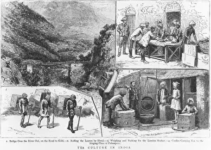 Coolies: Tea Culture in India