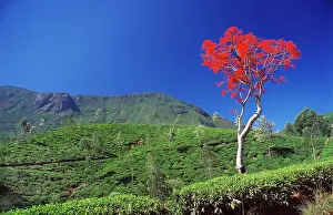 Thea: Tea estate, Sri Lanka