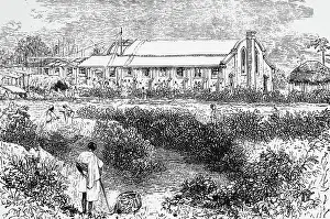 Cultivating: Tea factory, Assam