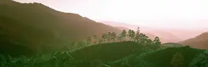 Thea: Tea fields, Sri Lanka