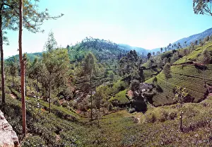 Thea: Tea fields, Sri Lanka