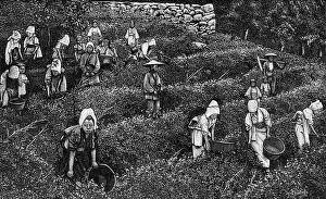 Harvests: Tea harvest, Japan, 1905
