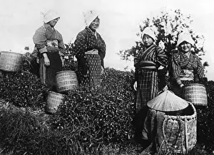 Harvests: Tea Harvest in Japan, 1930s