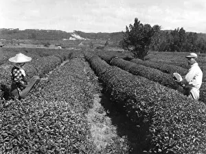 Farmhand: Tea harvest in Japan