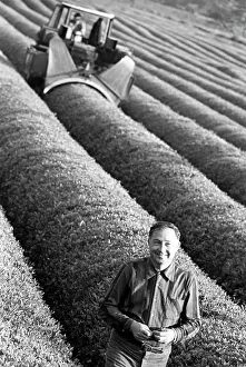 Khristoforov: Tea harvesting in Georgia, 1977