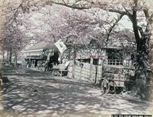 Tokio: Tea house, Mukojima, Tokio