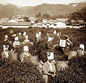 Pickers: Tea pickers, China