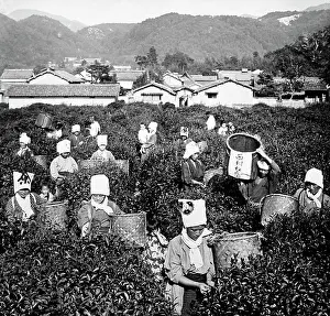 Pickers: Tea pickers, China