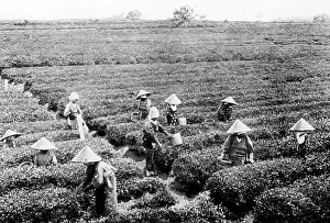 Pickers: Tea pickers, Japan