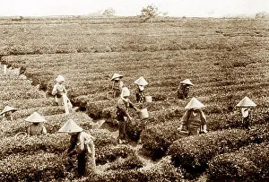 Pickers: Tea pickers, Japan