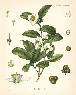 Chai: Tea plant, Camellia sinensis