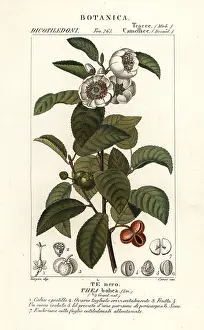 Sinensis: Tea plant, Camellia sinensis