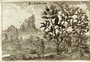 Goyer: A tea plant, and workers harvesting tea - China