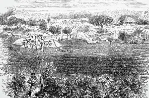Cultivating: Tea plantation, Assam