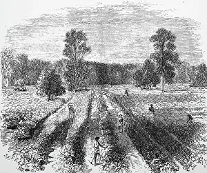 Cultivating: Tea plantation, Assam