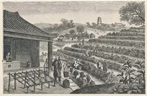 Plantations: Tea plantation in China