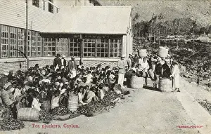 Plantations: Tea plantation workers, Ceylon (Sri Lanka)