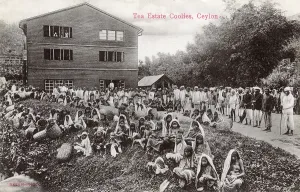 Plantations: Tea plantation workers, Ceylon (Sri Lanka)