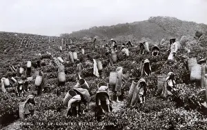Plucking: Tea plantation workers, Ceylon (Sri Lanka)