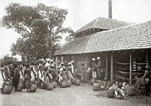 Plantation: Tea plantation workers, India, circa 1880s
