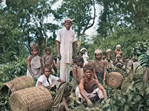 Tea plantation workers, Sri Lanka