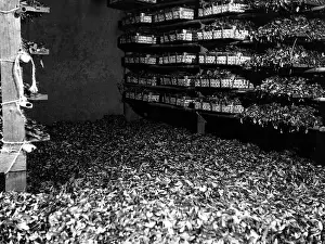 Sieve: Tea production, Japan 1940s
