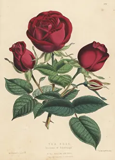 Cultivar: Tea rose hybrid, Duchess of Edinburgh